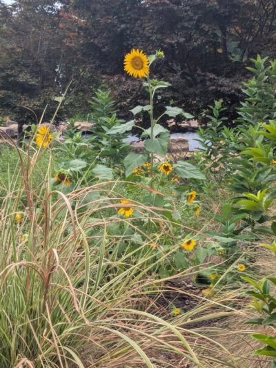 Legacy Park - Greenville, SC