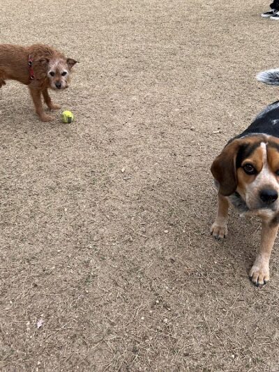 Greenville Offleash Dog Park - Greenville, NC