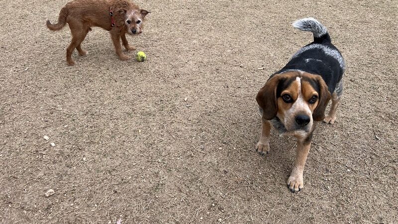 Greenville Offleash Dog Park - Greenville, NC