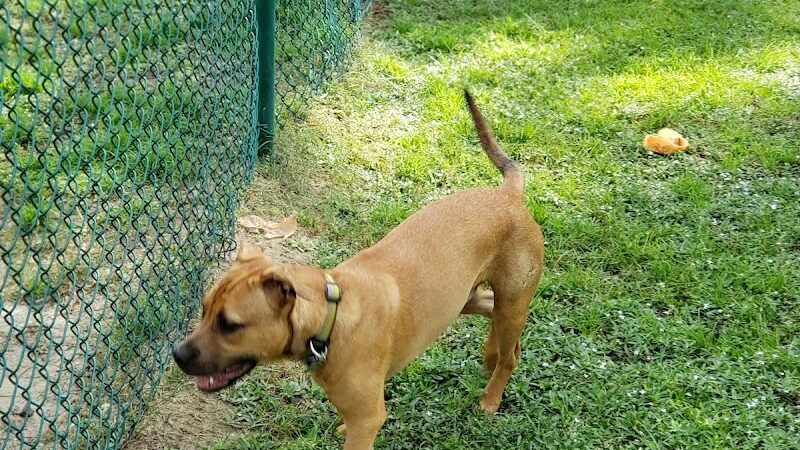 Greenville Offleash Dog Park - Greenville, NC