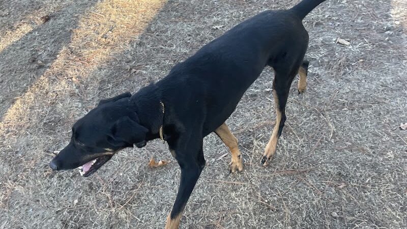 Greenville Offleash Dog Park - Greenville, NC