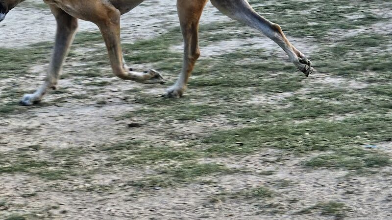 Greenville Offleash Dog Park - Greenville, NC