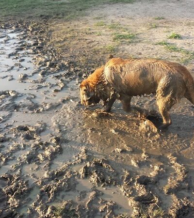 Greenville Offleash Dog Park - Greenville, NC