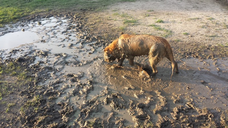 Greenville Offleash Dog Park - Greenville, NC