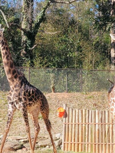 Cleveland Park - Greenville, SC