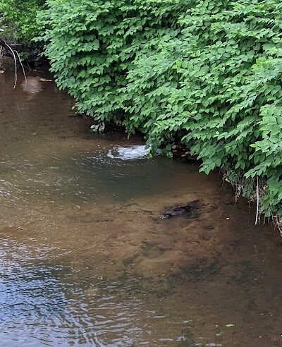 Cleveland Park - Greenville, SC