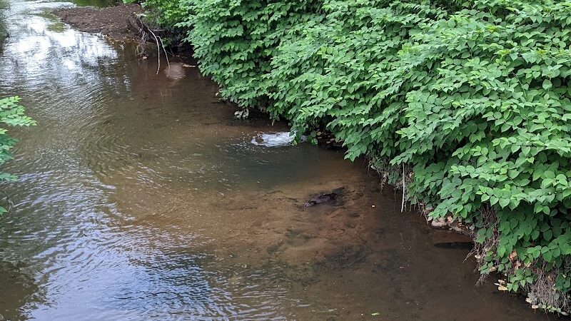 Cleveland Park - Greenville, SC