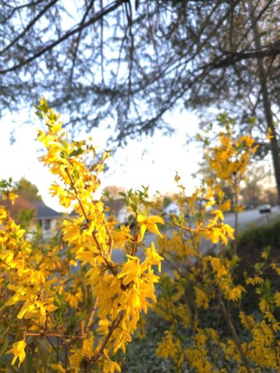 Centennial Park - Greenville, SC