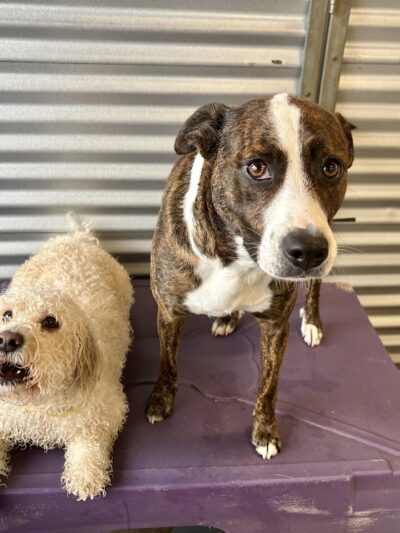 Dog Culture - Greenville, SC