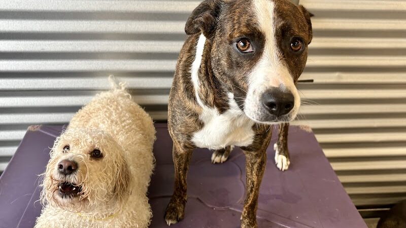 Dog Culture - Greenville, SC
