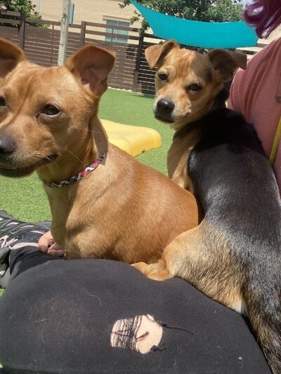 Dog Culture - Greenville, SC