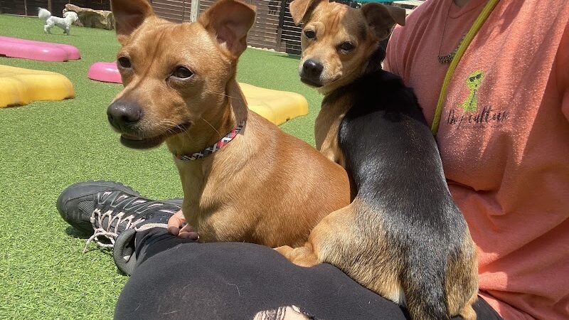 Dog Culture - Greenville, SC