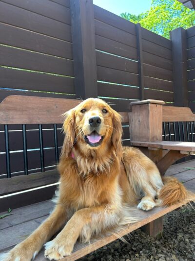Dog Culture - Greenville, SC