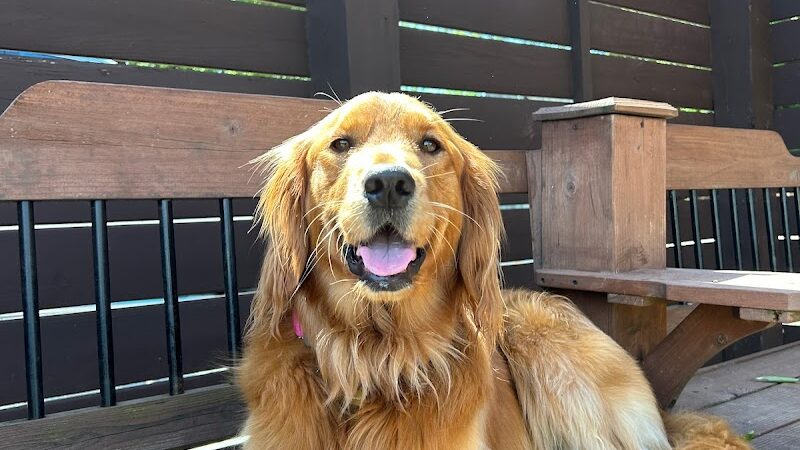 Dog Culture - Greenville, SC