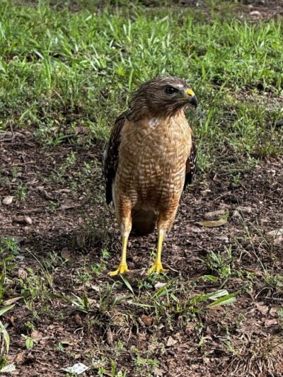 Greenville Water Splash Pad - Greenville, SC
