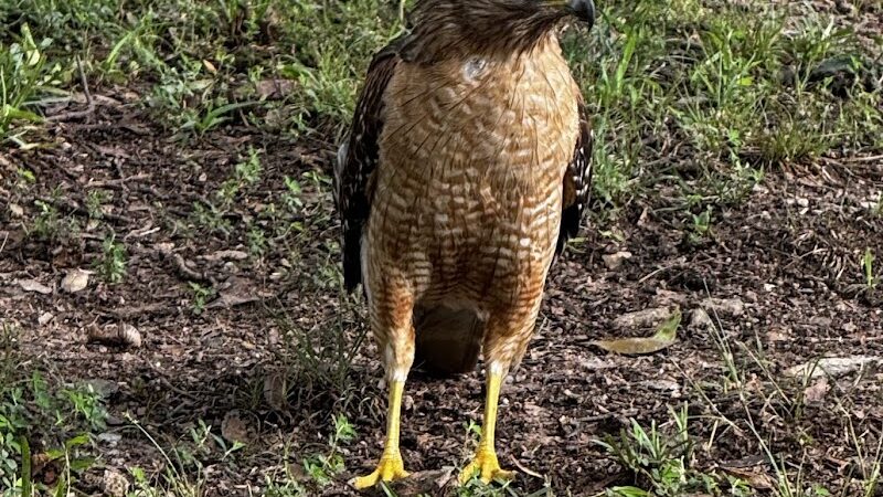 Greenville Water Splash Pad - Greenville, SC