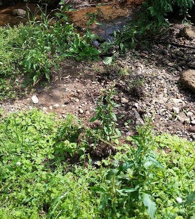 North Main Rotary Park - Greenville, SC