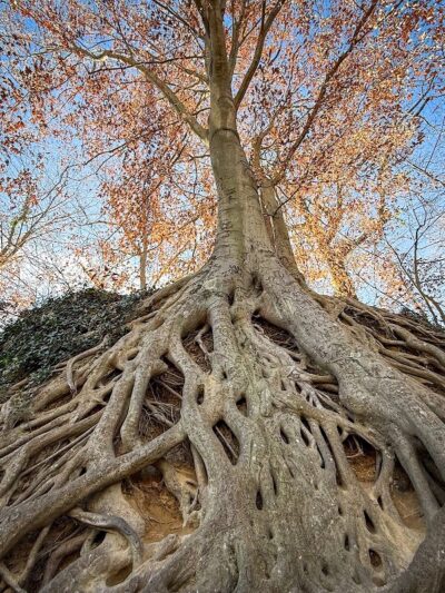 Reedy River Falls - Greenville, SC