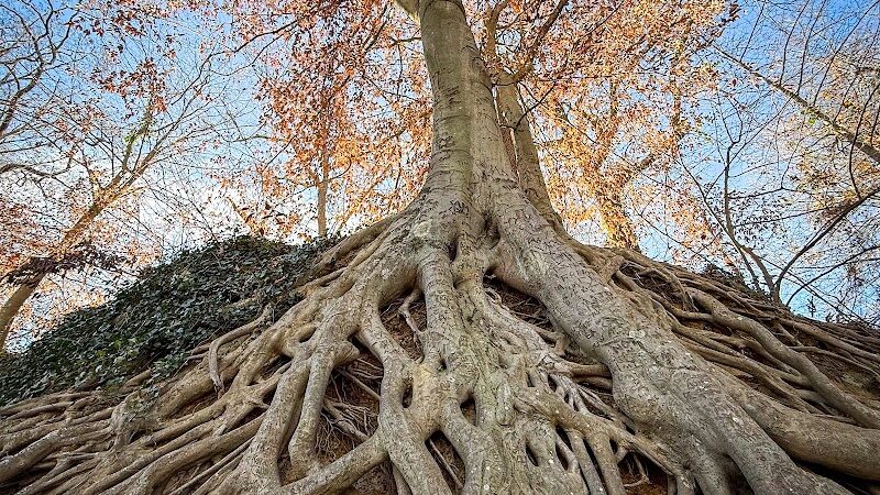 Reedy River Falls - Greenville, SC