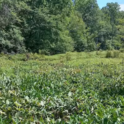 Verner Springs Park - Greenville, SC