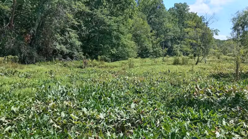 Verner Springs Park - Greenville, SC