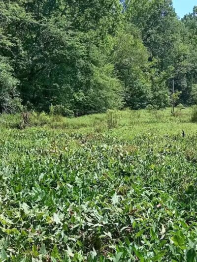 Verner Springs Park - Greenville, SC