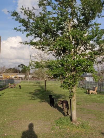 Gretna Dog Park - Gretna, LA