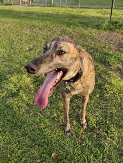 Gretna Dog Park - Gretna, LA