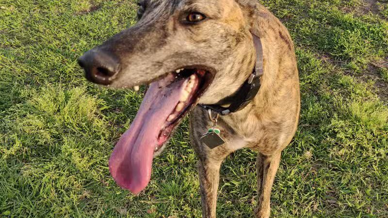 Gretna Dog Park - Gretna, LA