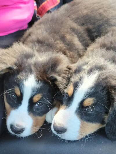 Gretna Dog Park - Gretna, LA