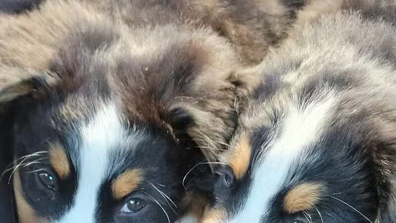 Gretna Dog Park - Gretna, LA