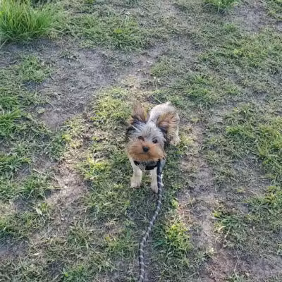 Gretna Dog Park - Gretna, LA