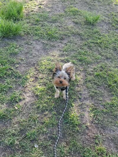 Gretna Dog Park - Gretna, LA