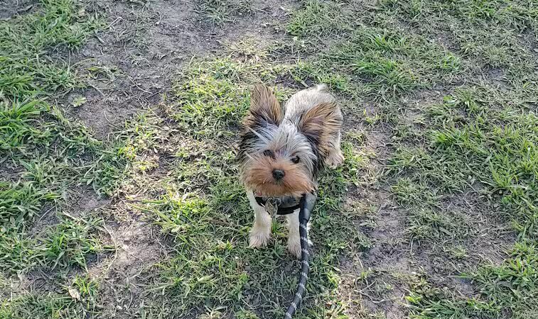 Gretna Dog Park - Gretna, LA