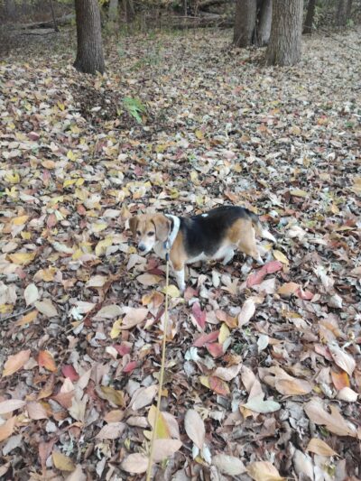 South Park - Griffith, IN