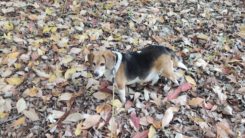 South Park - Griffith, IN