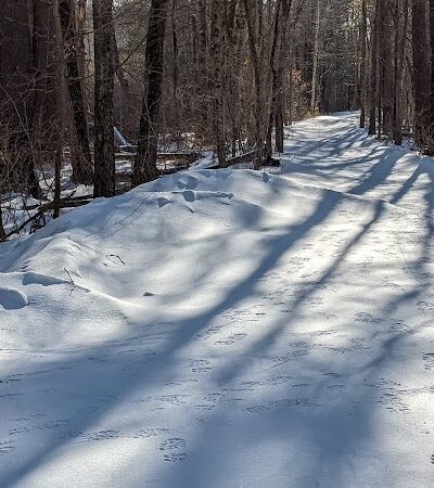Groton Town Forest - Groton, MA