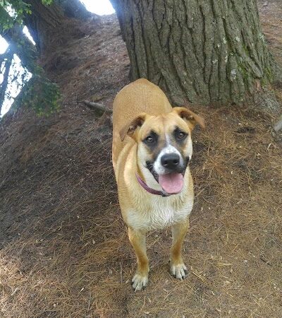 Groton Town Forest - Groton, MA