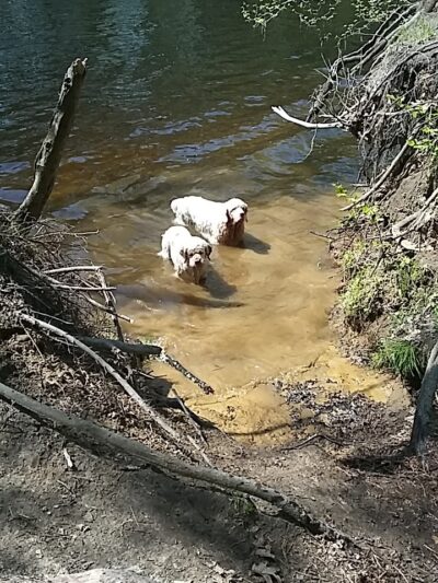 Groton Town Forest - Groton, MA