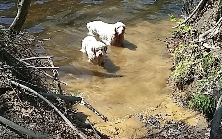 Groton Town Forest - Groton, MA