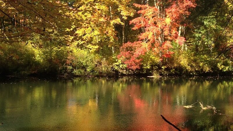 Groton Town Forest - Groton, MA