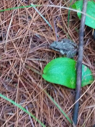 John Tinker Accessible Trail - Groton, MA