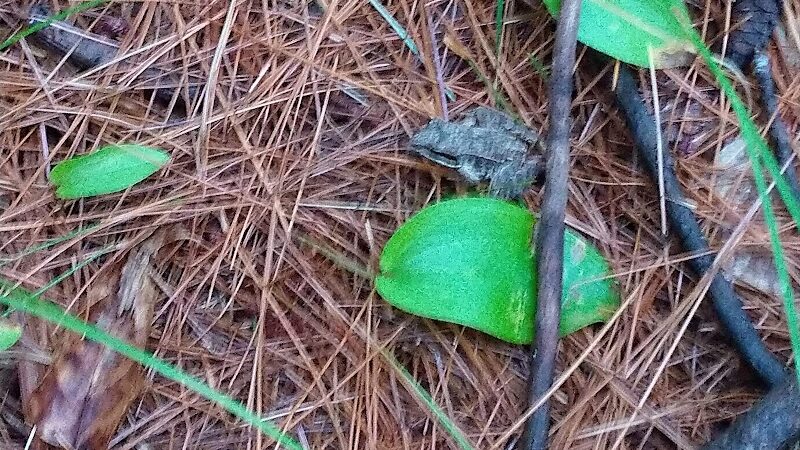 John Tinker Accessible Trail - Groton, MA