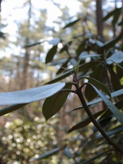 Sabine Place Trail - Groton, MA