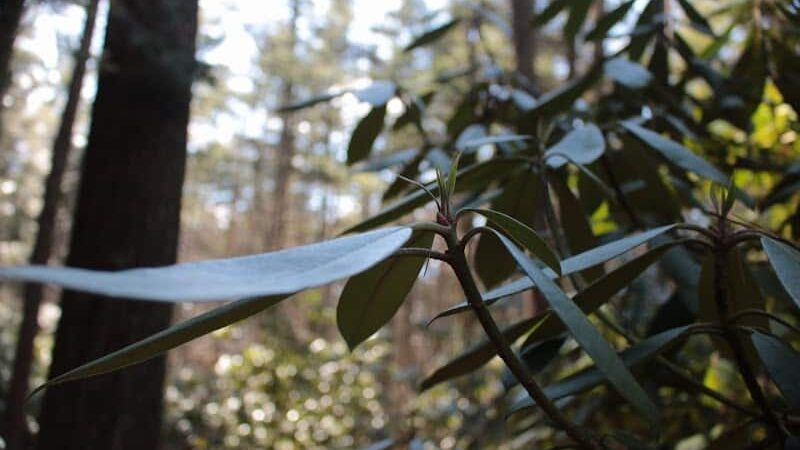 Sabine Place Trail - Groton, MA