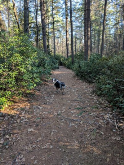 The Groton Hunt - Groton, MA