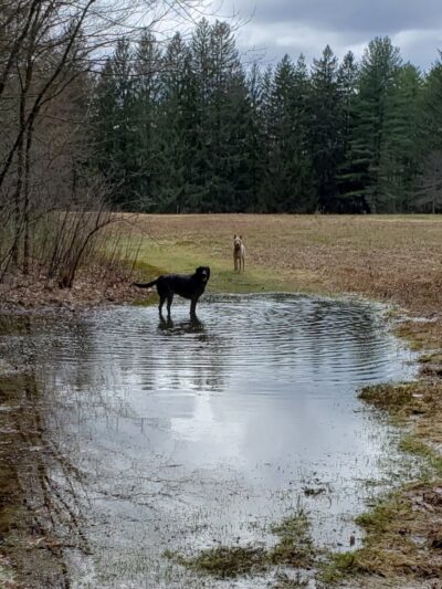 The Groton Hunt - Groton, MA
