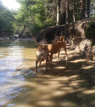 The Groton Hunt - Groton, MA