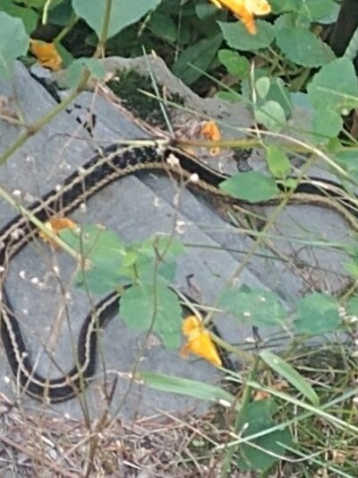 The Groton Hunt - Groton, MA