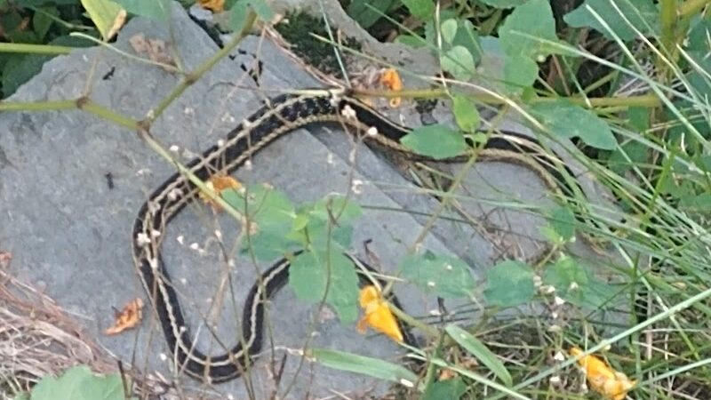 The Groton Hunt - Groton, MA